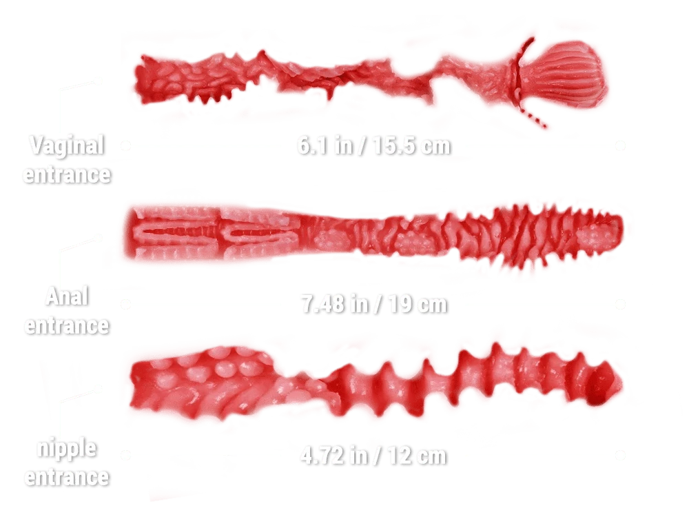 MRLSEXDOLL 爆乳トルソー Big Lucy ビッグ ルーシー 乳首・膣・アナル4穴挿入可 40cm 10.9kg